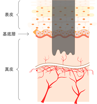はじめにお読み下さい